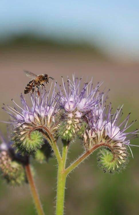 Bloemzaden van planten voor bijen, vlinders etc., Ophalen of Verzenden, Gehele jaar, Volle zon, Zaad