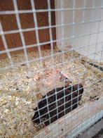 2 koppels japanse kwartels, Dieren en Toebehoren, Pluimvee, Meerdere dieren, Overige soorten