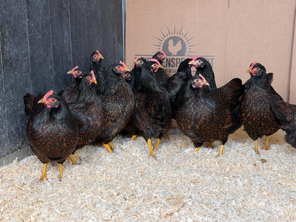 Jonge Barnevelder kriel bruin gezoomd gesekst & ingeënt, Dieren en Toebehoren, Pluimvee, Vrouwelijk, Kip