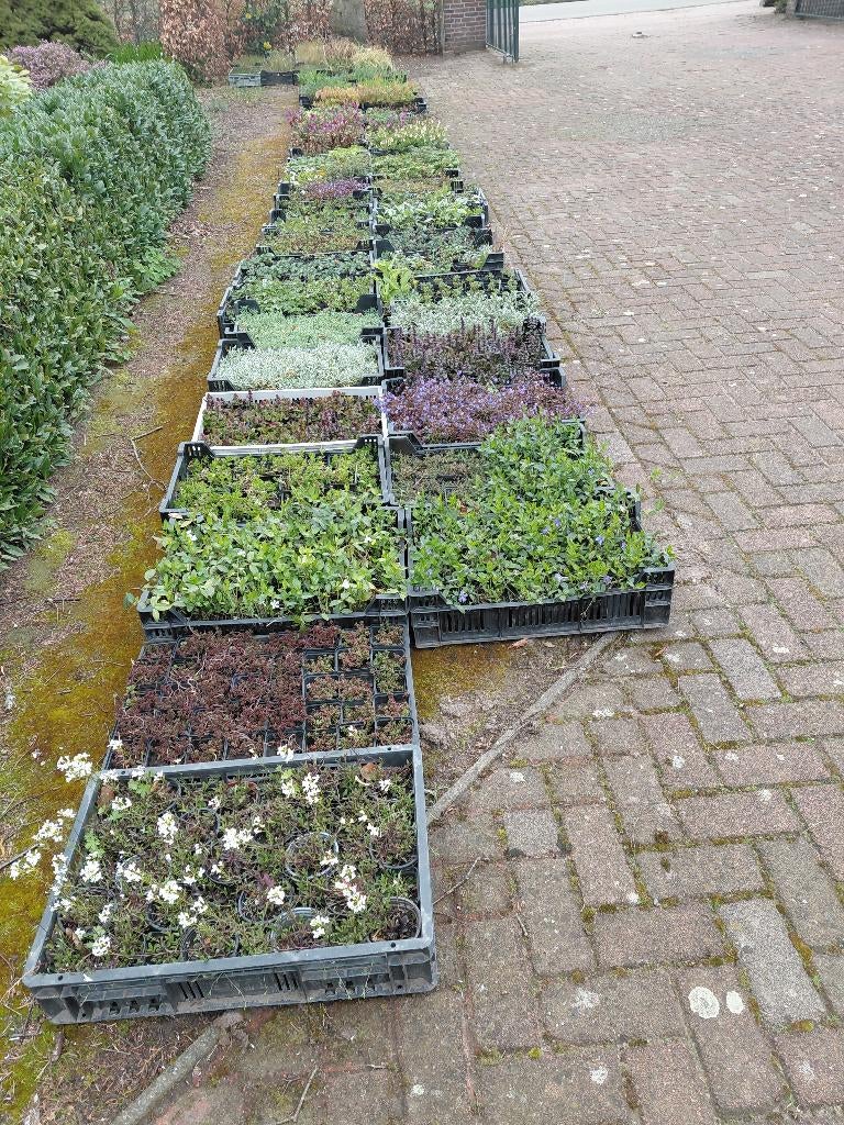 vaste planten, tuinplanten, plantjes, Tuin en Terras, Planten | Tuinplanten, Ophalen, Overige soorten, Volle zon