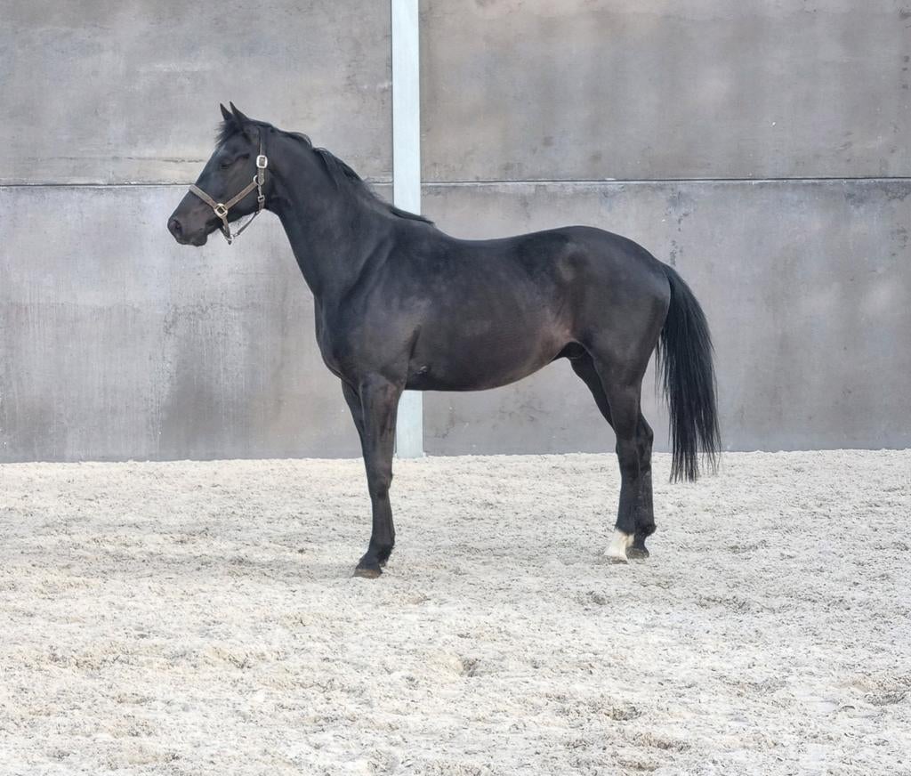 Leuke ruin, Dieren en Toebehoren, Met stamboom, Ruin, Dressuurpaard, 3 tot 6 jaar