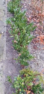 Prunus lauroceracus Otto Luyken 30 cm, Tuin en Terras, Ophalen, Laurier, Struik, Minder dan 100 cm
