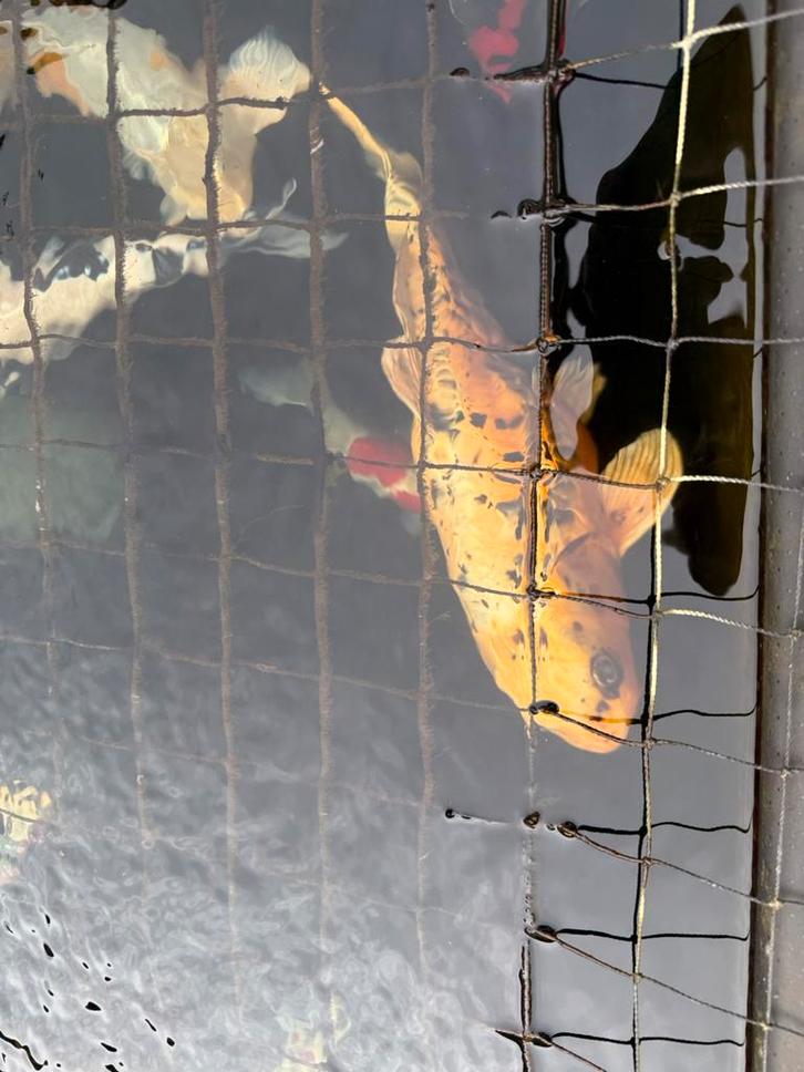 Gratis koi van 70/90cm, Dieren en Toebehoren, Vissen | Vijvervissen, Karper of Koi