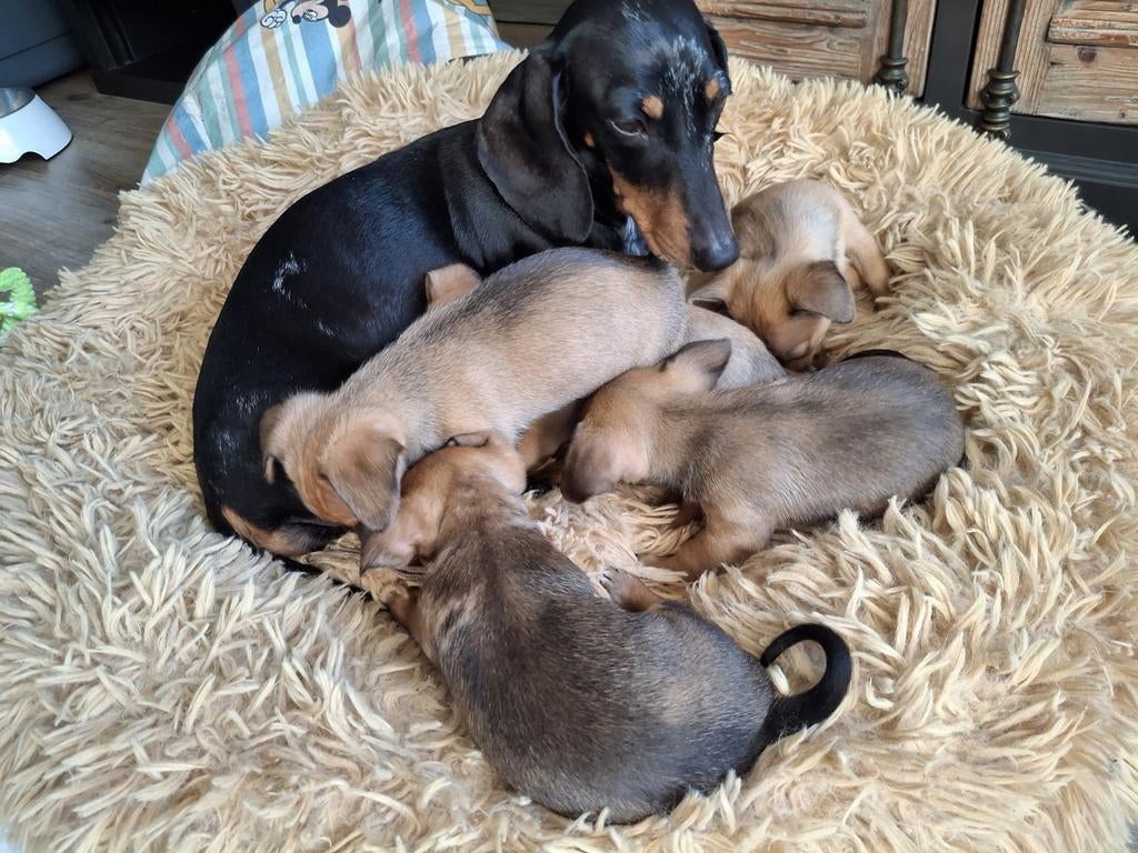 TE KOOP LEUKE SPEELSE PUPS, Dieren en Toebehoren, Honden | Teckels en Dashonden, Meerdere dieren, Korthaar, Standaard, Fokker | Hobbymatig