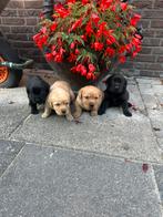 Schitterende Raszuivere Labrador Pups(Ouders Stamboom), Dieren en Toebehoren, 8 tot 15 weken, Labrador retriever, Parvo, Meerdere