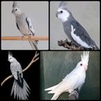 Valkparkiet GEZOCHT een manlijke maatje voor mijn pop., Mannelijk, Parkiet, Geringd