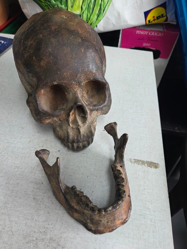 Schedel, Ophalen of Verzenden