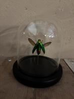 Mooi stolpje met een opgezette Prachtkever!, Verzamelen, Ophalen of Verzenden, Nieuw, Insect, Opgezet dier