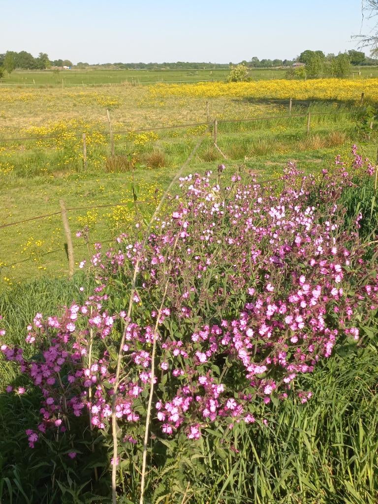 Pensioen weide/stalling aangeboden, Dieren en Toebehoren, Stalling en Weidegang, Weidegang