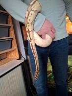 Python regius pastel fire enchi blate., Dieren en Toebehoren, Reptielen en Amfibieën, Slang, Tam, 3 tot 6 jaar