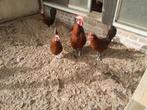 Friese kippen Roodpel 1 haan 3 hennen, Dieren en Toebehoren, Meerdere dieren, Kip