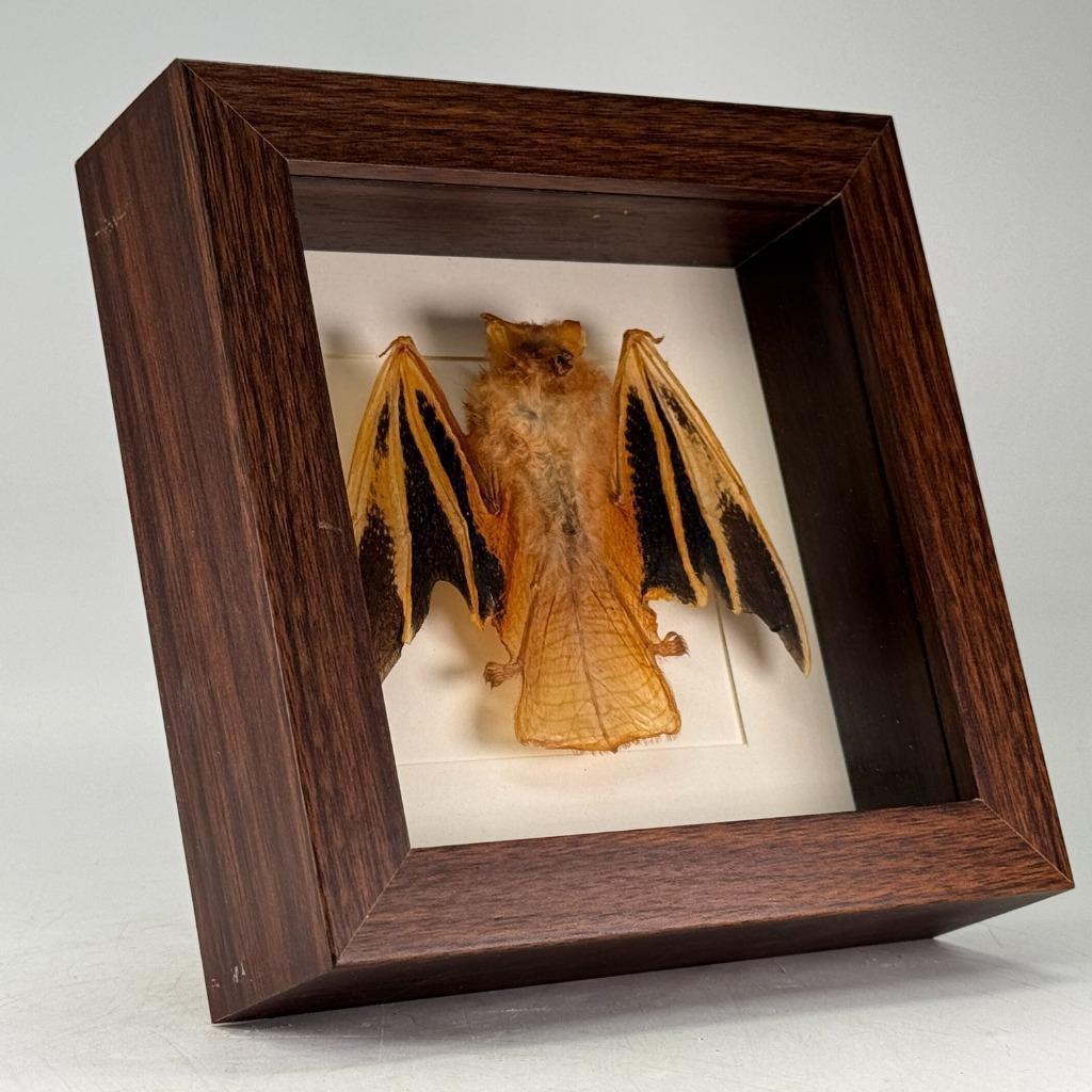 Opgezette vleermuis Kerivoula picta in luxe lijst - 16x16 cm, Verzamelen, Dierenverzamelingen, Ophalen of Verzenden, Nieuw, Overige soorten