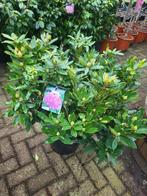 Mooie grote rhododendrons in diverse kleuren, Ophalen of Verzenden, Overige soorten, Volle zon