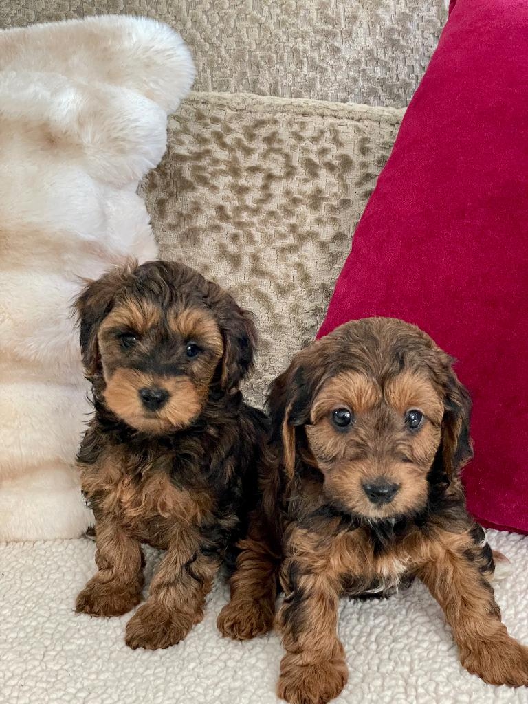 maltipoo  boomer /poedel papa stamboom, Poedel, Parvo, 8 tot 15 weken, Teef