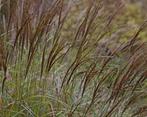 Miscanthus siergras / tuinplant, Ophalen, Siergrassen, Volle zon