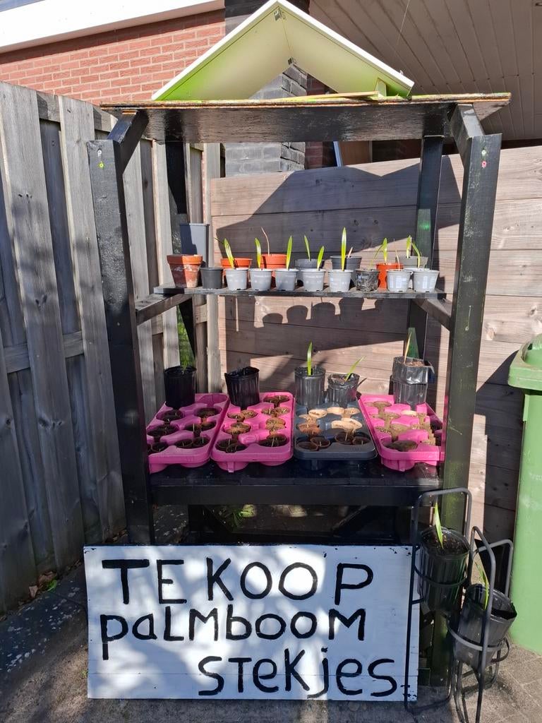 Palmboom stekjes en zaden om zelf te kweken!, Ophalen of Verzenden, Gehele jaar, Volle zon