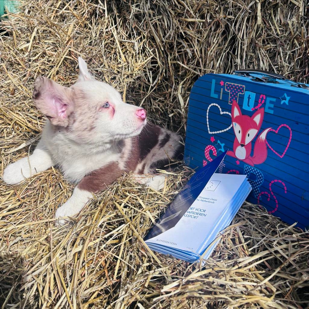Hele mooie corgi pups te koop !, Dieren en Toebehoren, Honden | Beagles, Bassets en Lopende honden, Overige rassen, 8 tot 15 weken