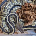 Python, Slang, 0 tot 2 jaar