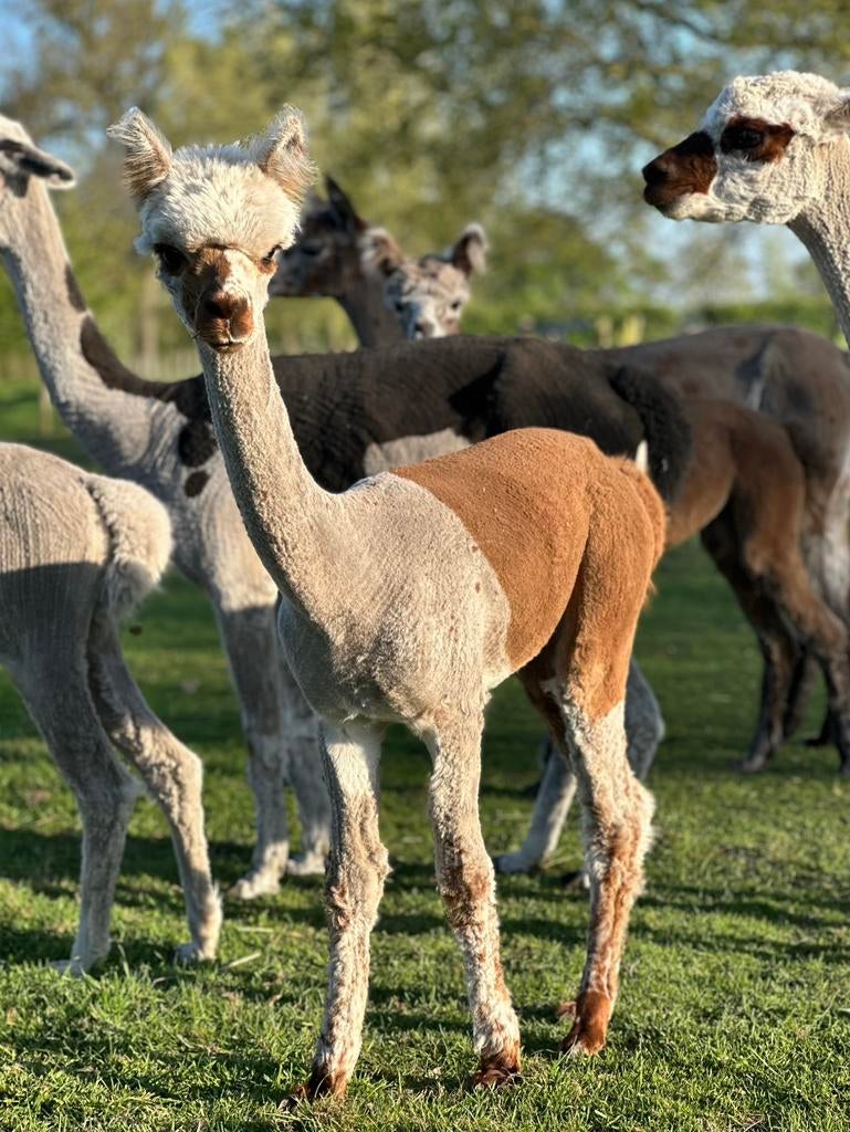 Knappe bonte alpaca merrie veulen 7 mnd, Dieren en Toebehoren, Augustus, Vrouwelijk