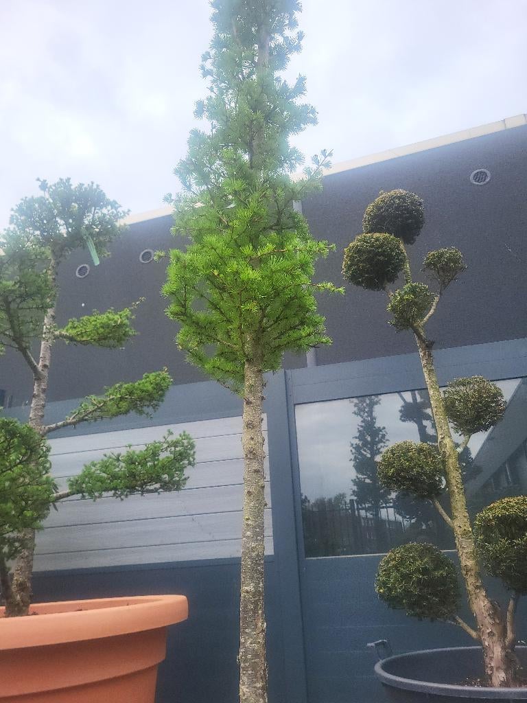 Larix kaempferi op stam, Tuin en Terras, Planten | Bomen, Bloeit niet, Overige soorten, 100 tot 250 cm, Ophalen