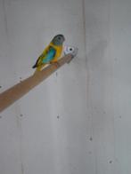 splendid parkiet, Vrouwelijk, Parkiet, Geringd