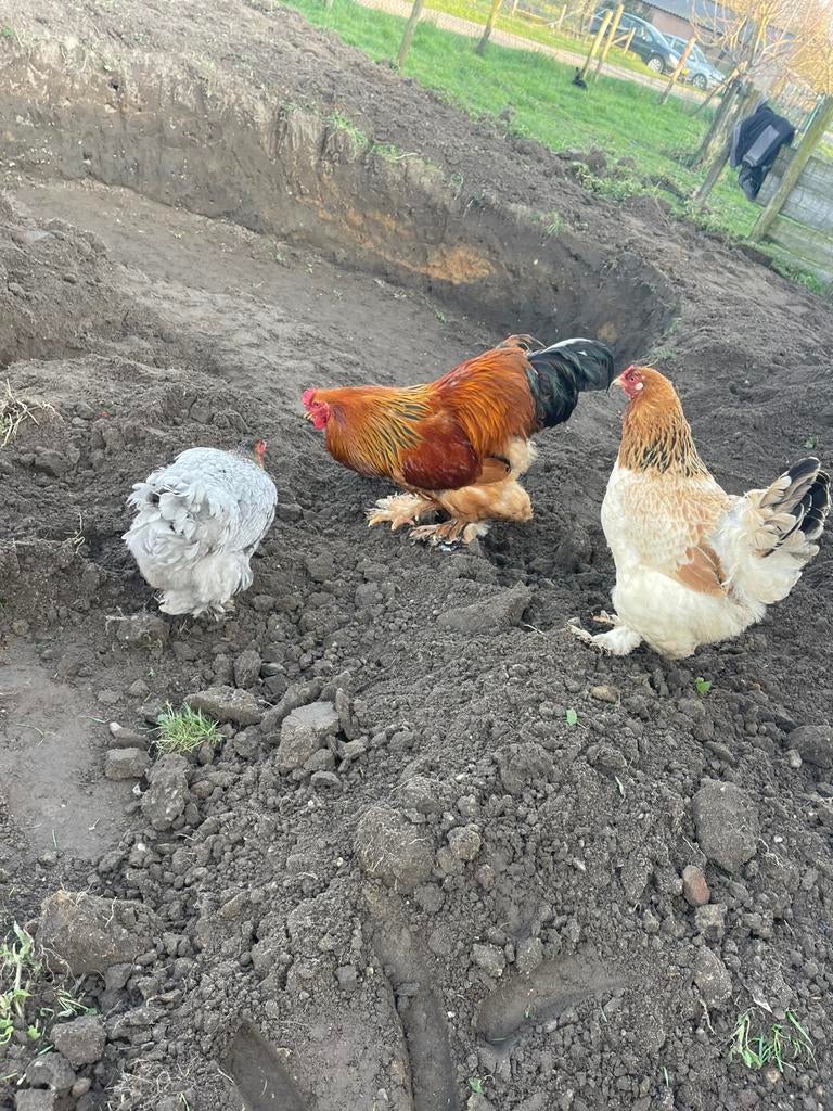 Brahma broedeieren, Geslacht onbekend, Kip