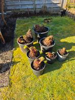 Gunnera Manicata planten in potten, Ophalen, Zomer, Overige soorten, Volle zon