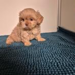 unieke kleuren raszuivere shih tzu pups, Overige rassen, 8 tot 15 weken, Meerdere, Meerdere dieren