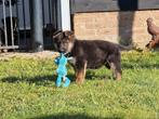 Duitse Herder pups Keurfok, Meerdere, Meerdere dieren, Herder, Nederland
