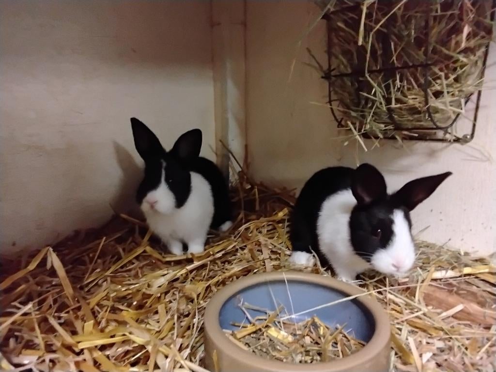 Hollander konijntjes 6 rammen, Dieren en Toebehoren, Mannelijk