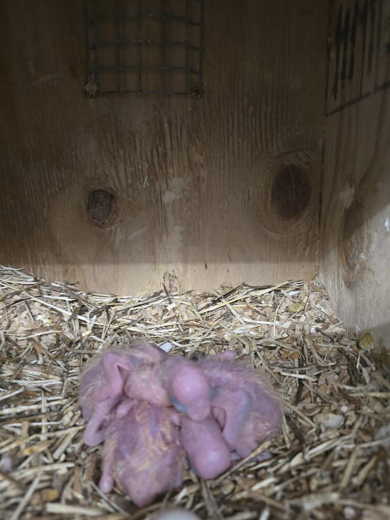 Rose kakatoe, Dieren en Toebehoren, Vogels | Parkieten en Papegaaien, Meerdere dieren, Parkiet