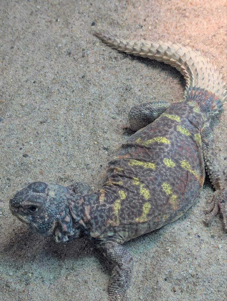 Gevraagd: Uromastyx Ornata Man, Dieren en Toebehoren, Reptielen en Amfibieën, Hagedis, 3 tot 6 jaar