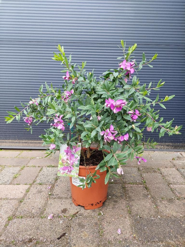 Polygala Myrtifolia - Vleugeltjesbloem H: 55 cm., Volle zon, Vaste plant, Zomer, Ophalen