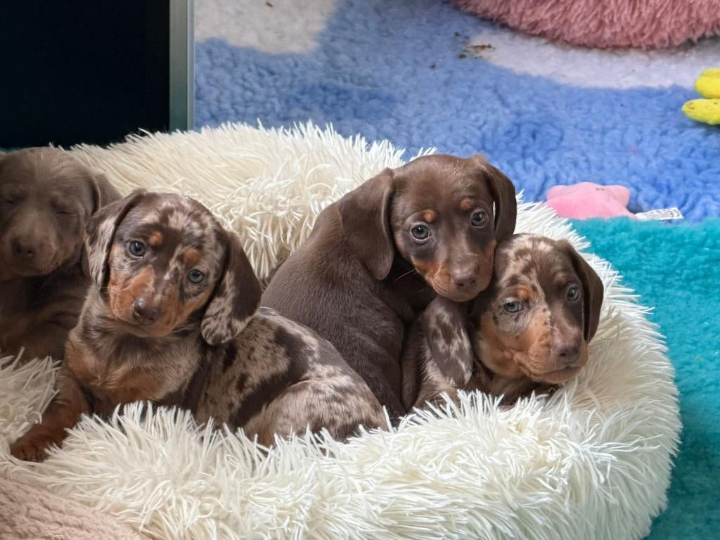 Lieve dwergteckel pups zoeken gouden mandje, Dieren en Toebehoren, Honden | Teckels en Dashonden, 8 tot 15 weken, Korthaar, Dwerg