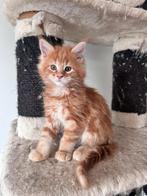 Russische Maine Coon kittens met stamboom, Dieren en Toebehoren, Meerdere dieren, Met stamboom, 0 tot 2 jaar