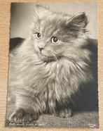 Orig. POPP fotokaart kat poes angora kat, Verzenden, 1940 tot 1960, Ongelopen, Overige thema's