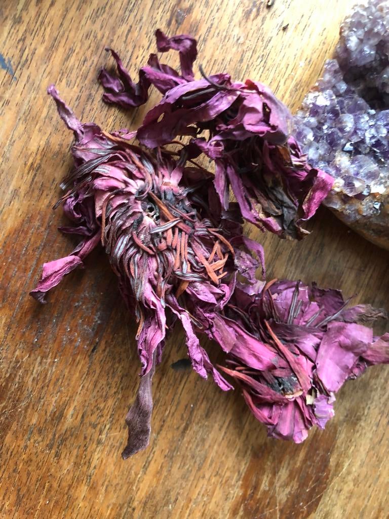 Rode lotus nymphaea pubescens, Ophalen of Verzenden, Nieuw, Poeder of Drank