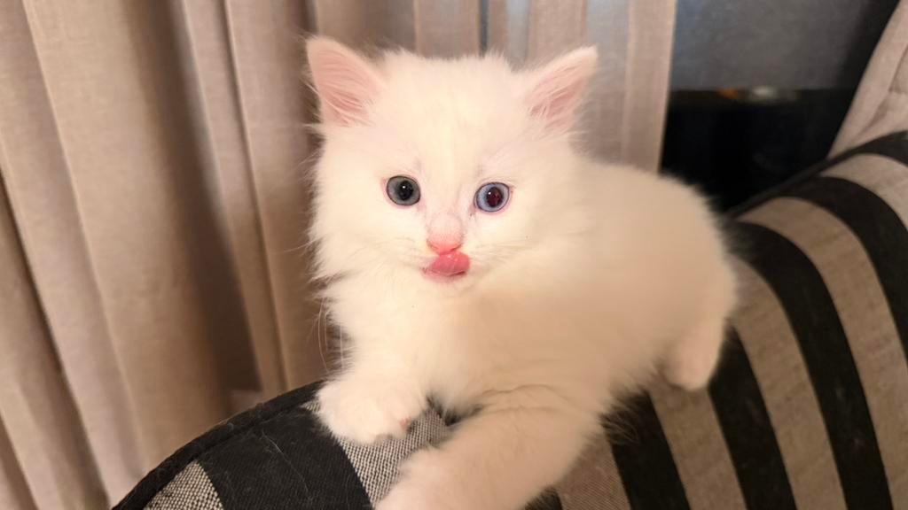 Prachtige Britse Langhaar kittens, Kater, Ontwormd, 0 tot 2 jaar