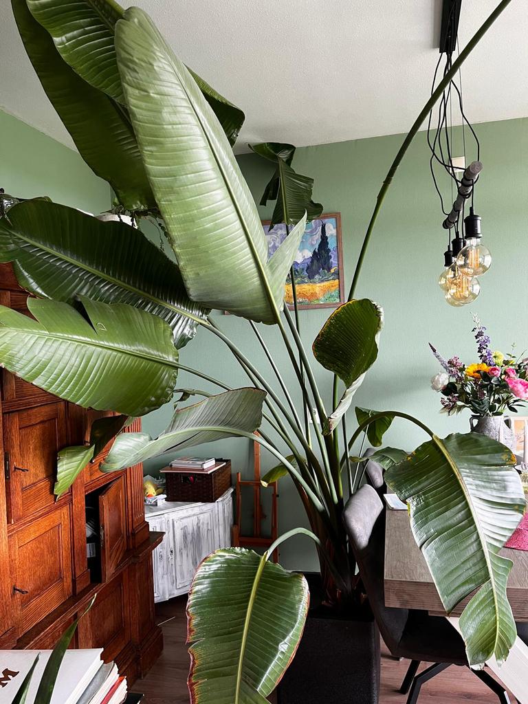 strelitzia nicolai “paradijsvogelplant”, Huis en Inrichting, Kamerplanten, Ophalen, Halfschaduw, 200 cm of meer