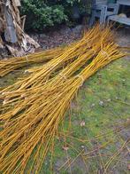 Gratis wilgentakken, Ophalen of Verzenden, Volle zon