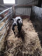 Bonte ram, Dieren en Toebehoren, Mannelijk, Schaap