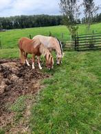 Wels zadelmak maken merrie grondwerk leren