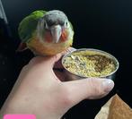 Vermist tamme pyrrhura