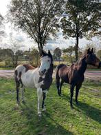 Bijrijder gezocht voor ontspannen bosritten, Ophalen