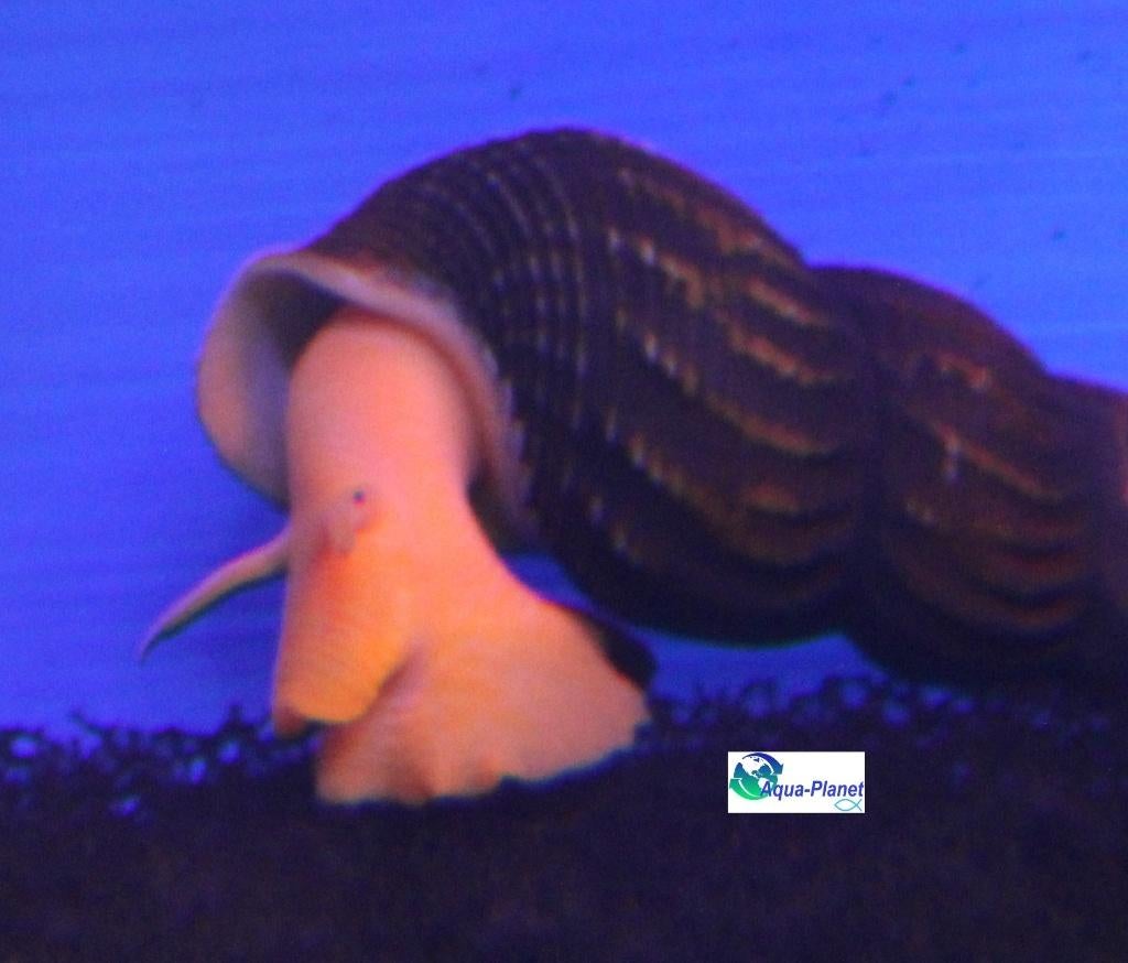 Sulawesi Slak, Dieren en Toebehoren, Slak of Weekdier, Zoetwatervis