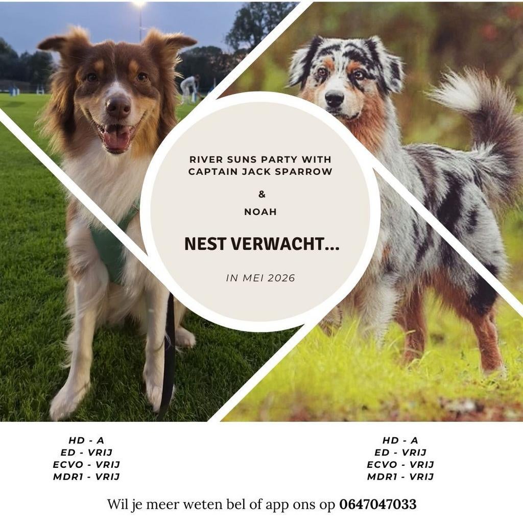 Dekaankondiging Noah x Jack, Parvo, 8 tot 15 weken, Meerdere, Meerdere dieren