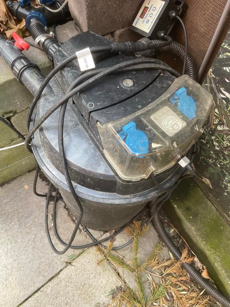 Doitsu koi 1 steur 1sluierkoi samen 150 euro, Karper of Koi