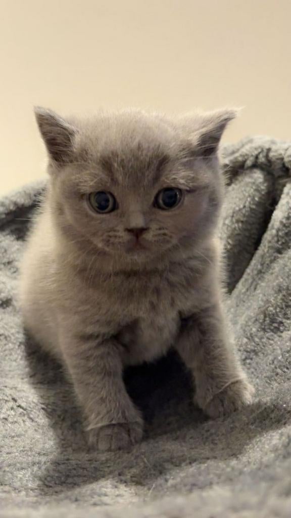 Britse korthaar kittens, Dieren en Toebehoren, Katten en Kittens | Raskatten | Korthaar, Meerdere dieren, 0 tot 2 jaar, Ontwormd