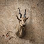 Opgezette kop van een elandantilope, Ophalen of Verzenden