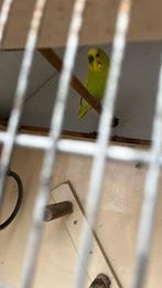 Grasparkieten koppel, Dieren en Toebehoren, Vogels | Parkieten en Papegaaien, Meerdere dieren, Parkiet